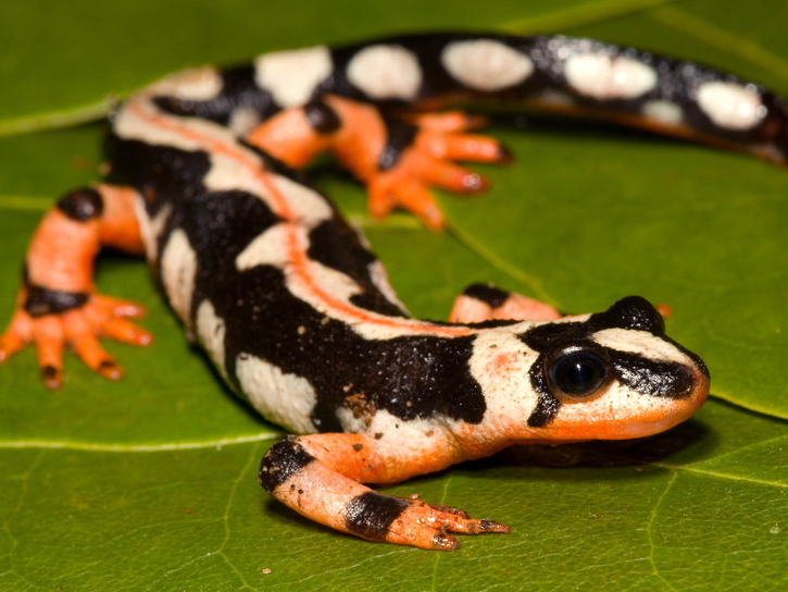 حیوانات اندمیک ایران